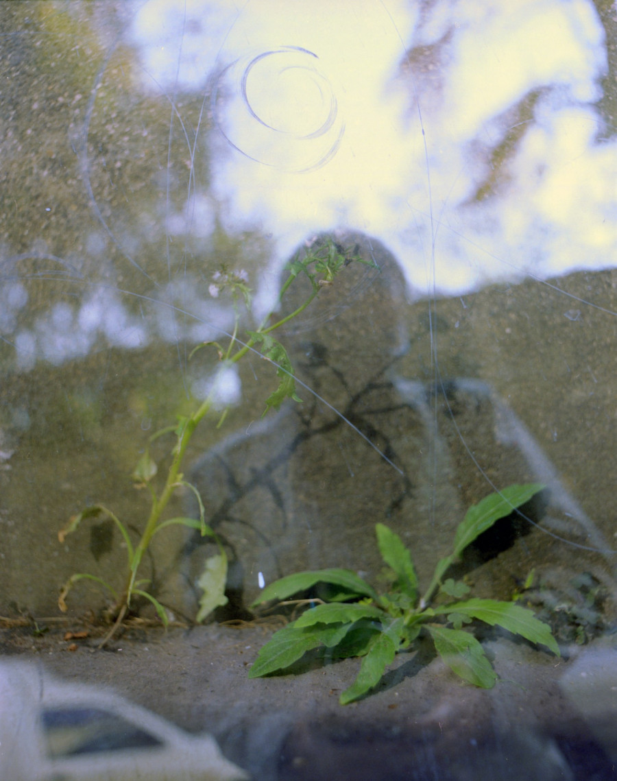 Philippe Durand - Foliages