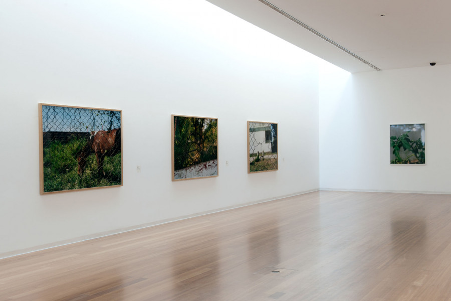 Philippe Durand - Foliages