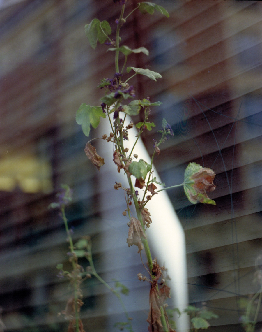 Philippe Durand - Foliages