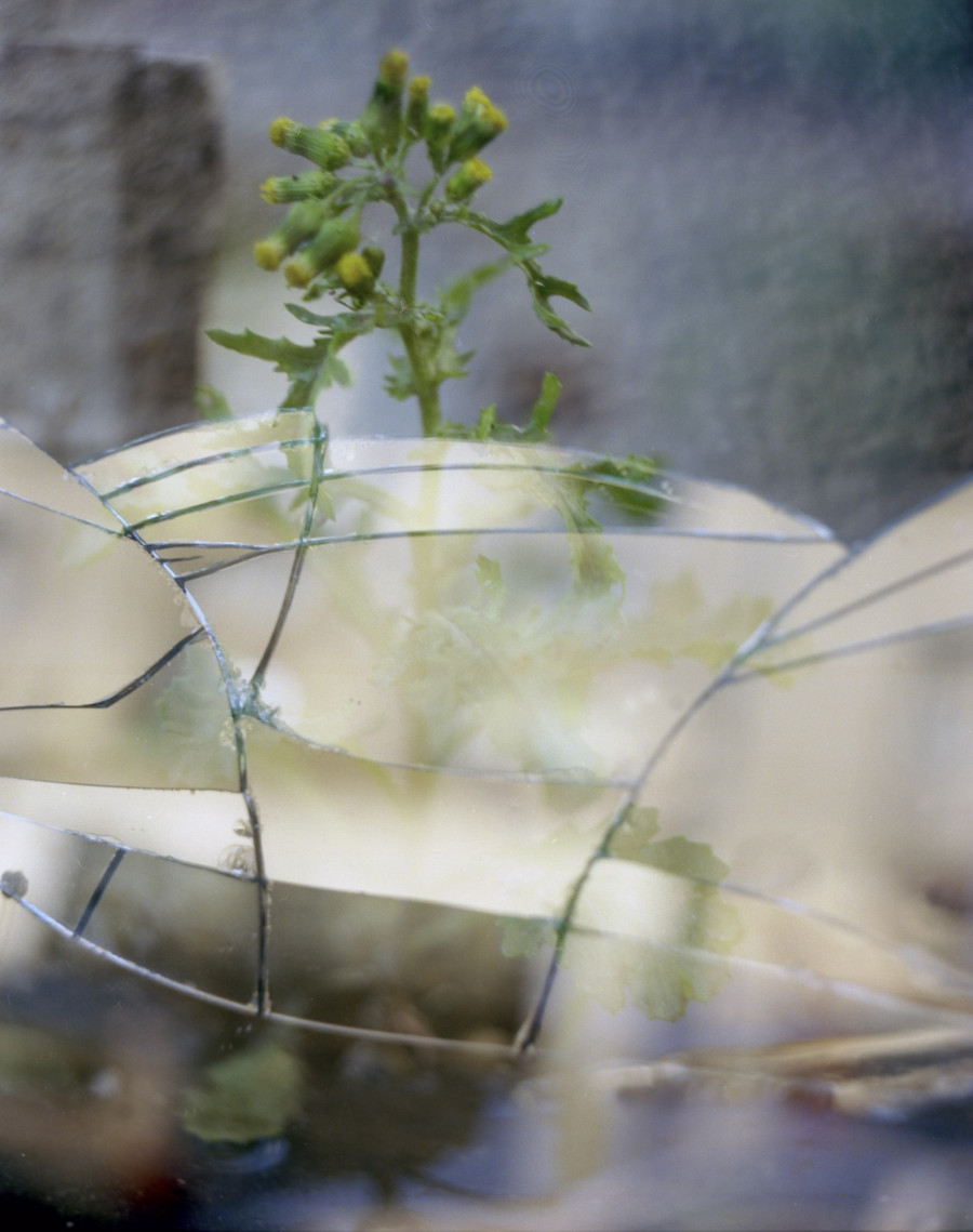 Philippe Durand - Foliages