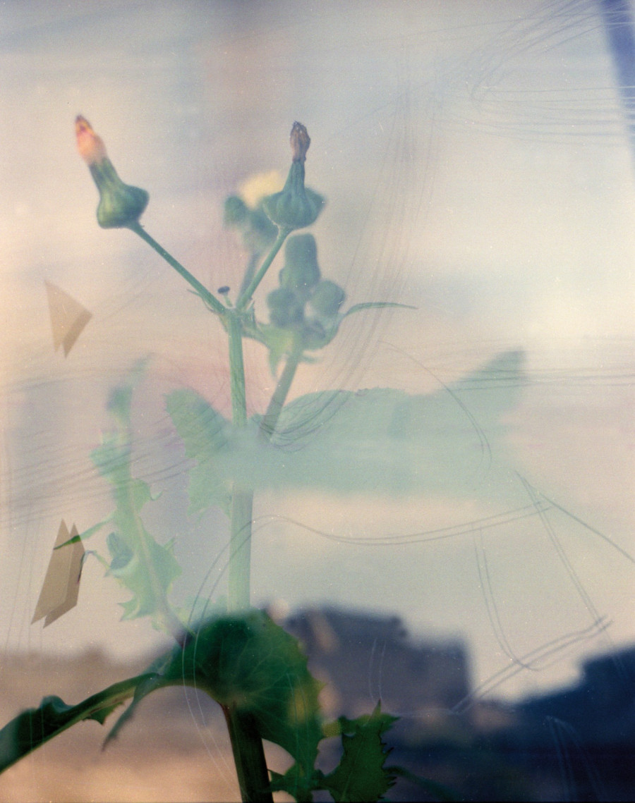 Philippe Durand - Foliages