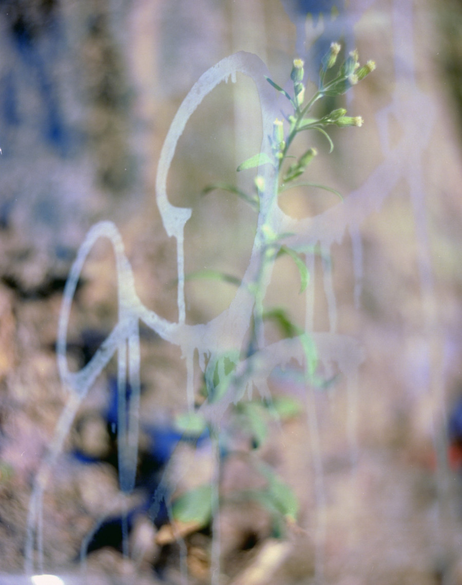 Philippe Durand - Foliages