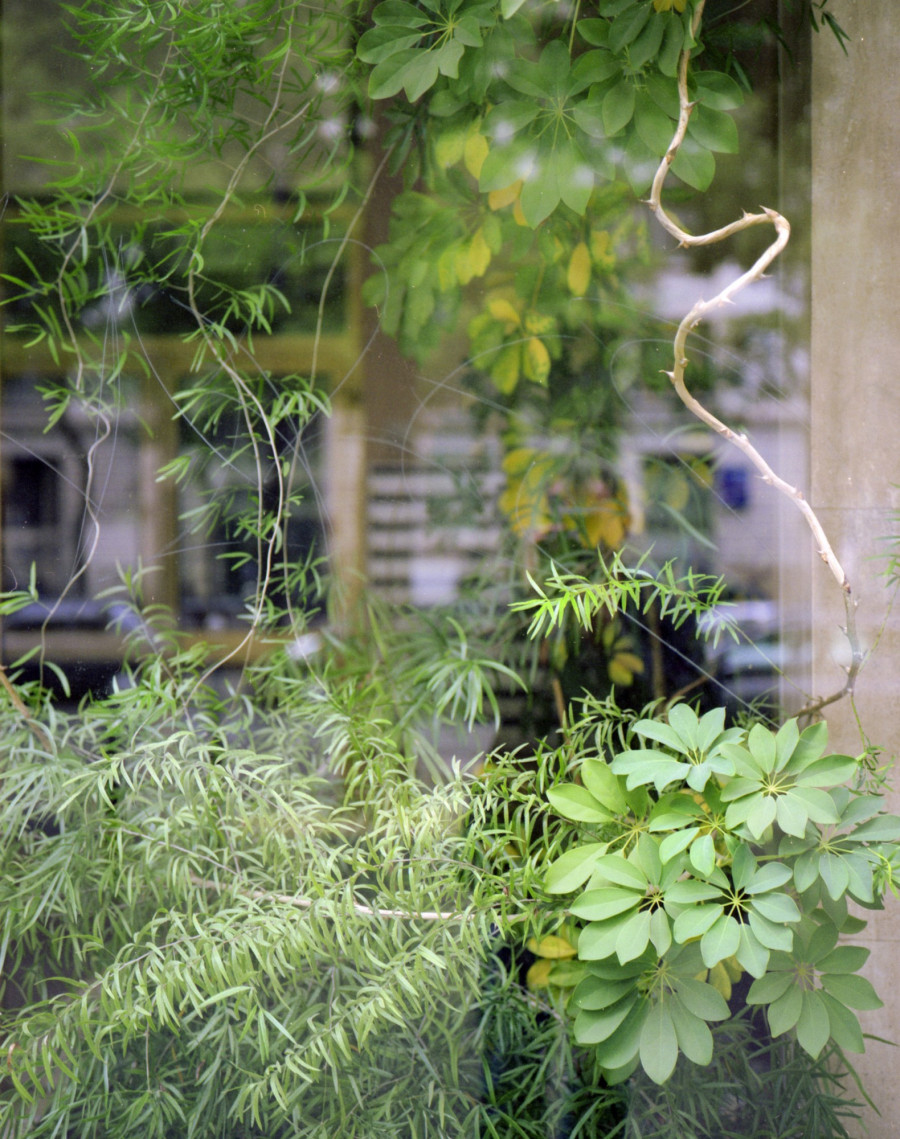 Philippe Durand - Foliages