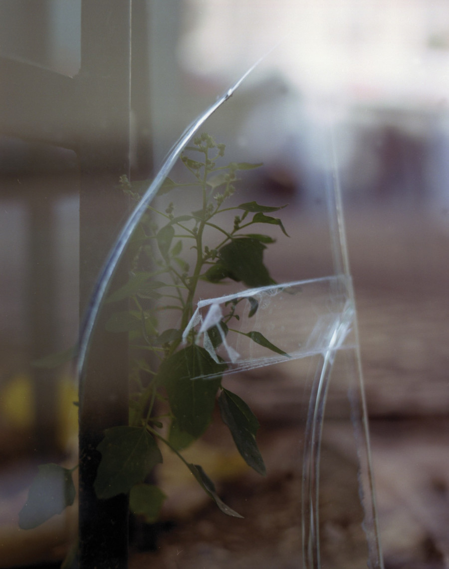 Philippe Durand - Foliages