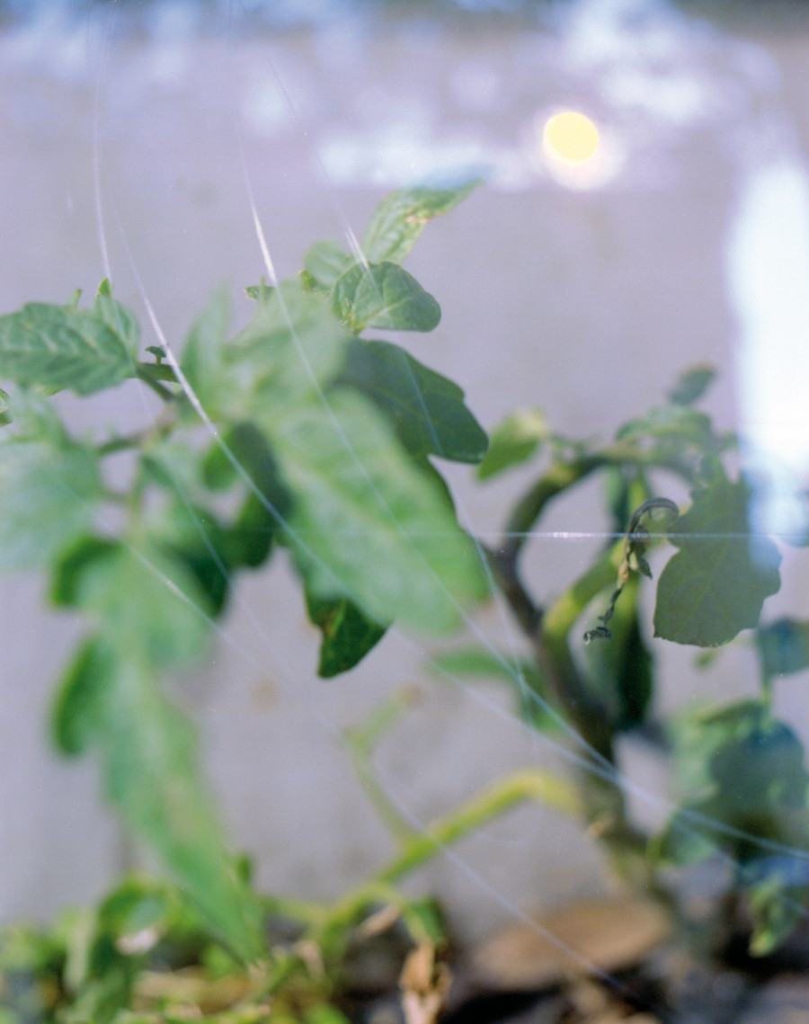 Philippe Durand - Foliages