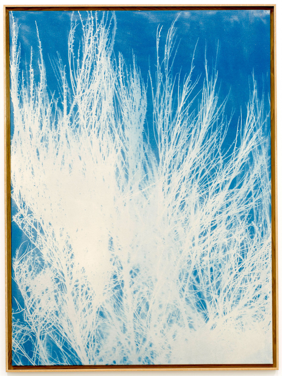 Philippe Durand - Genêts