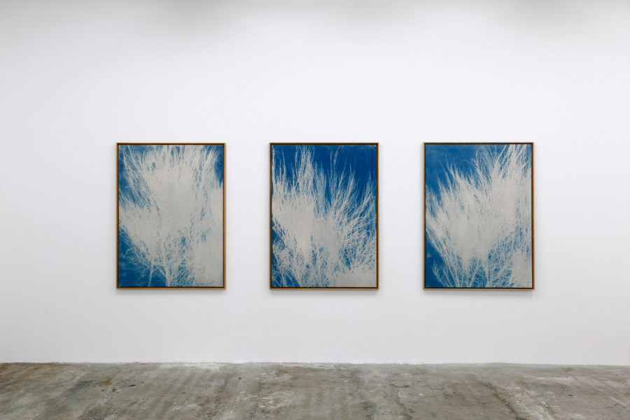 Philippe Durand - Genêts