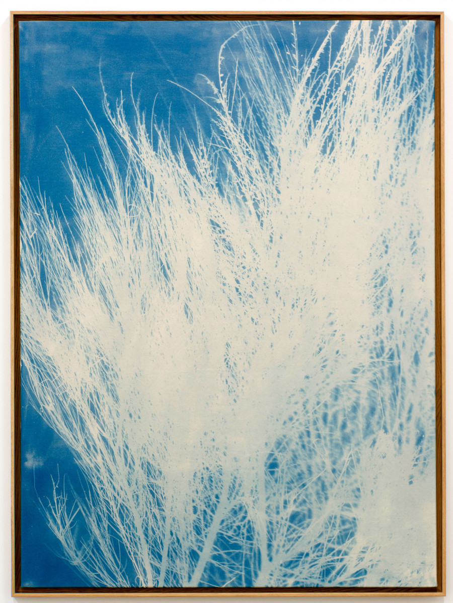 Philippe Durand - Genêts