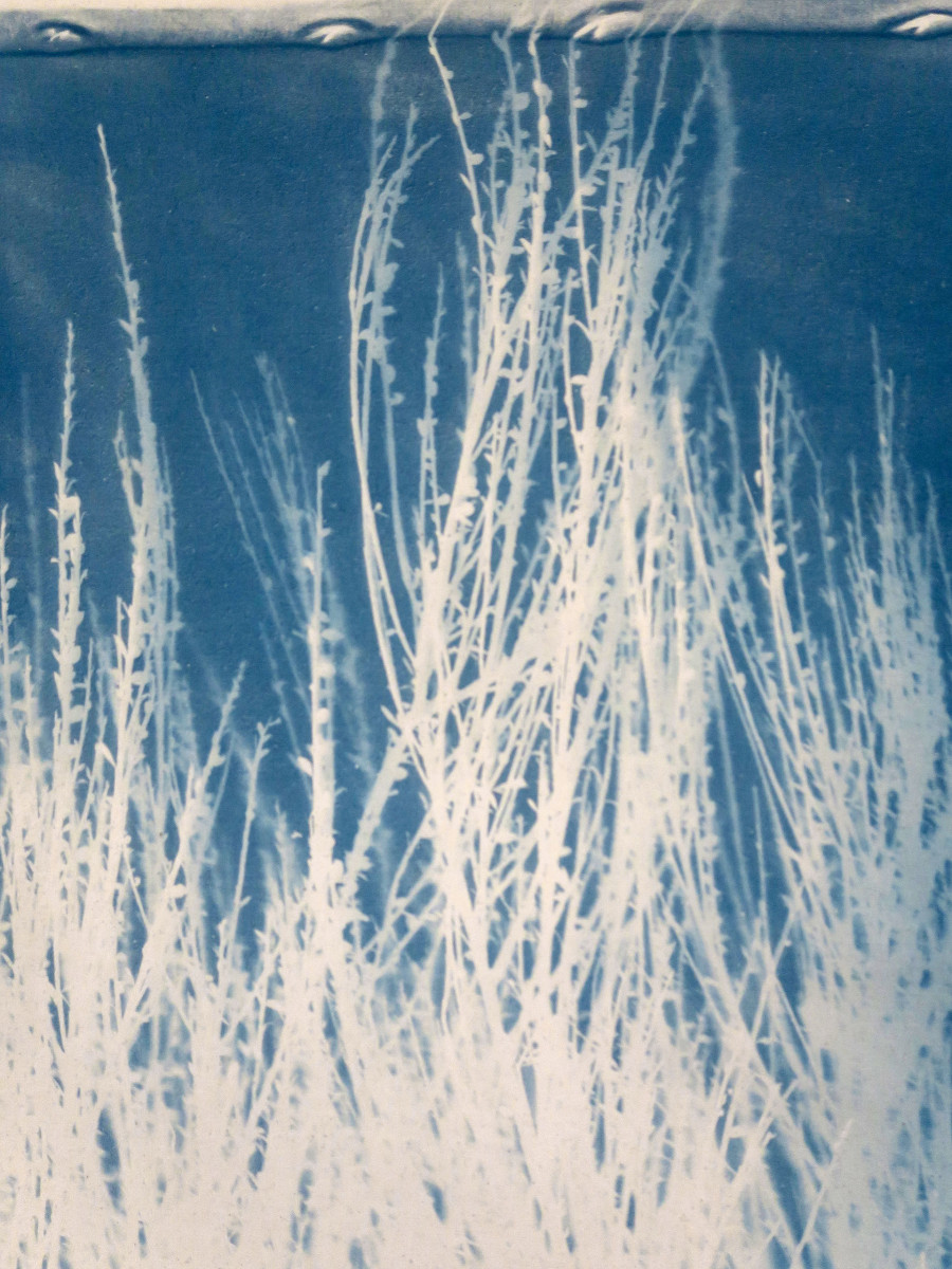 Philippe Durand - Genêts