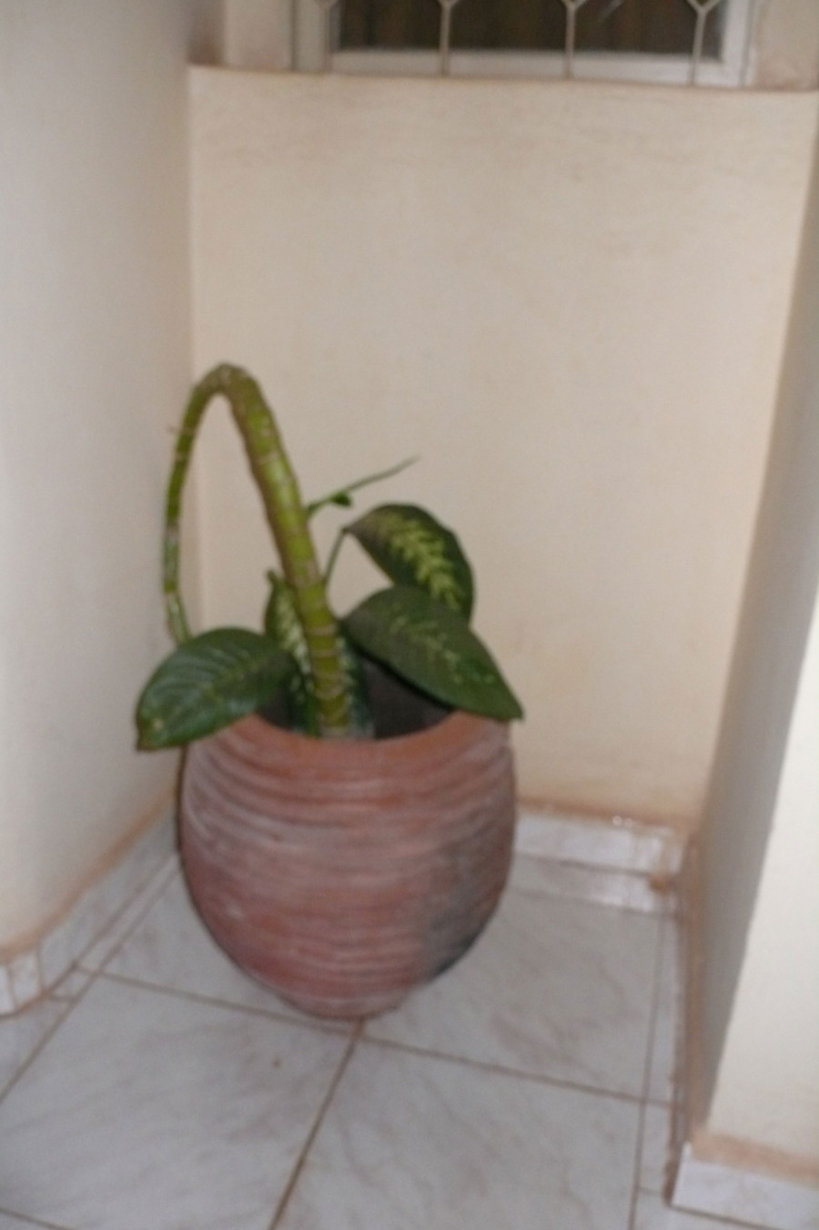 Philippe Durand - Toutes les plantes de l'Hôtel Mandé