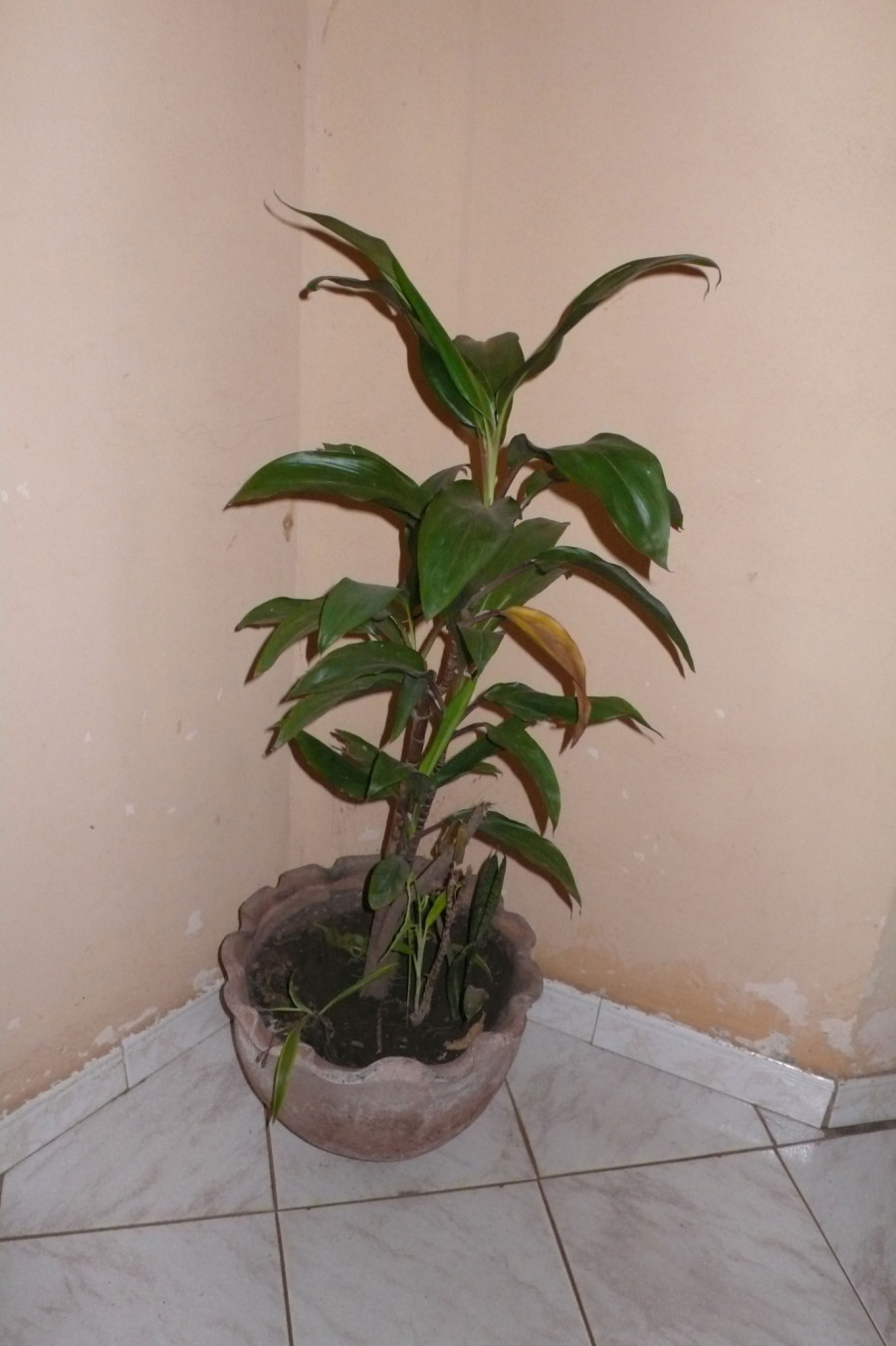 Philippe Durand - Toutes les plantes de l'Hôtel Mandé