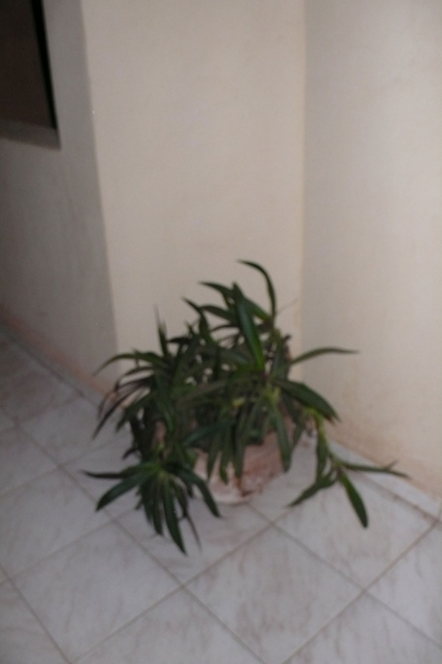 Philippe Durand - Toutes les plantes de l'Hôtel Mandé