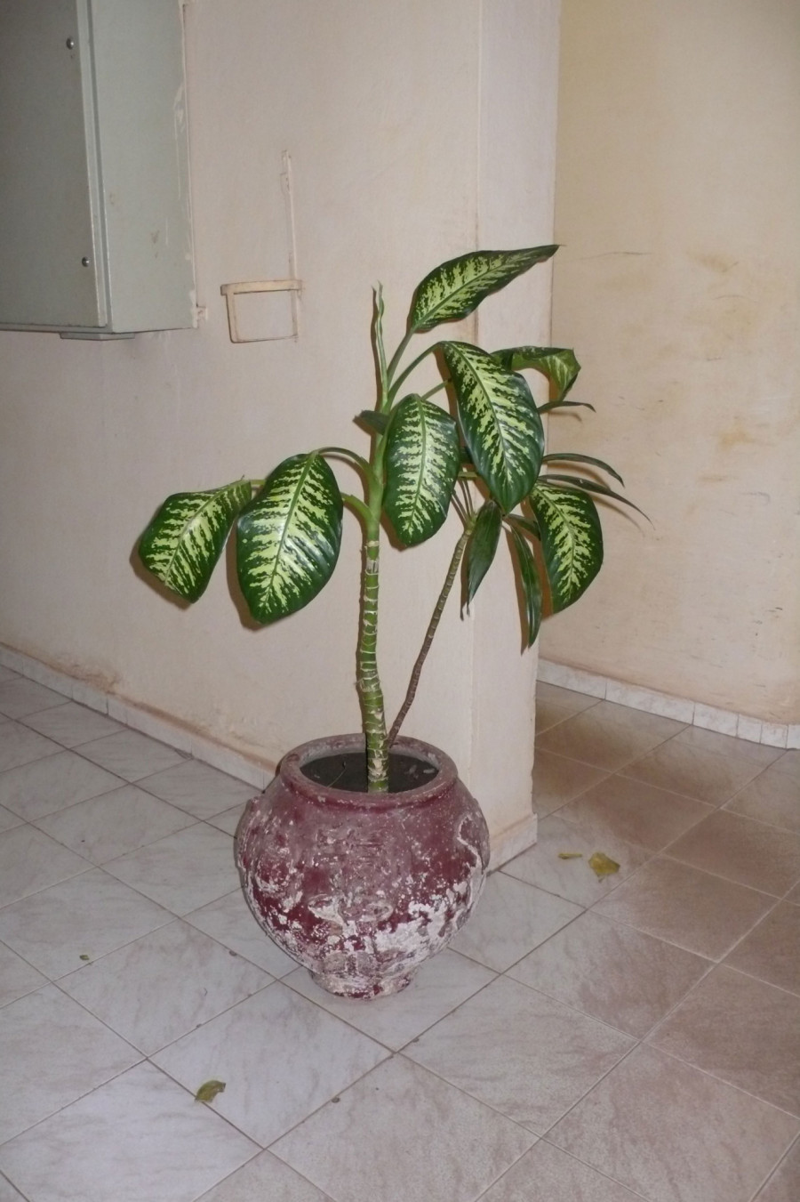 Philippe Durand - Toutes les plantes de l'Hôtel Mandé