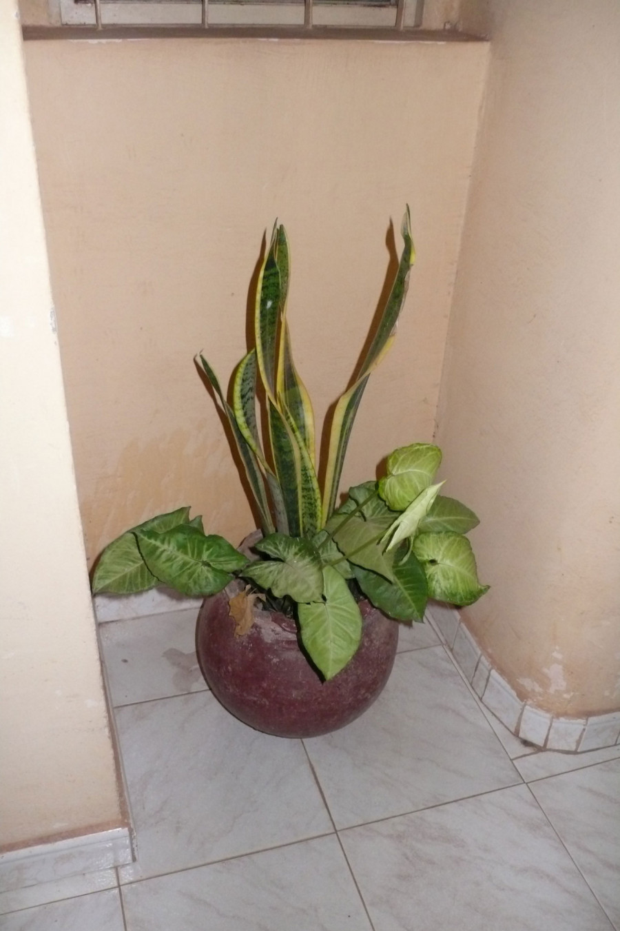 Philippe Durand - Toutes les plantes de l'Hôtel Mandé