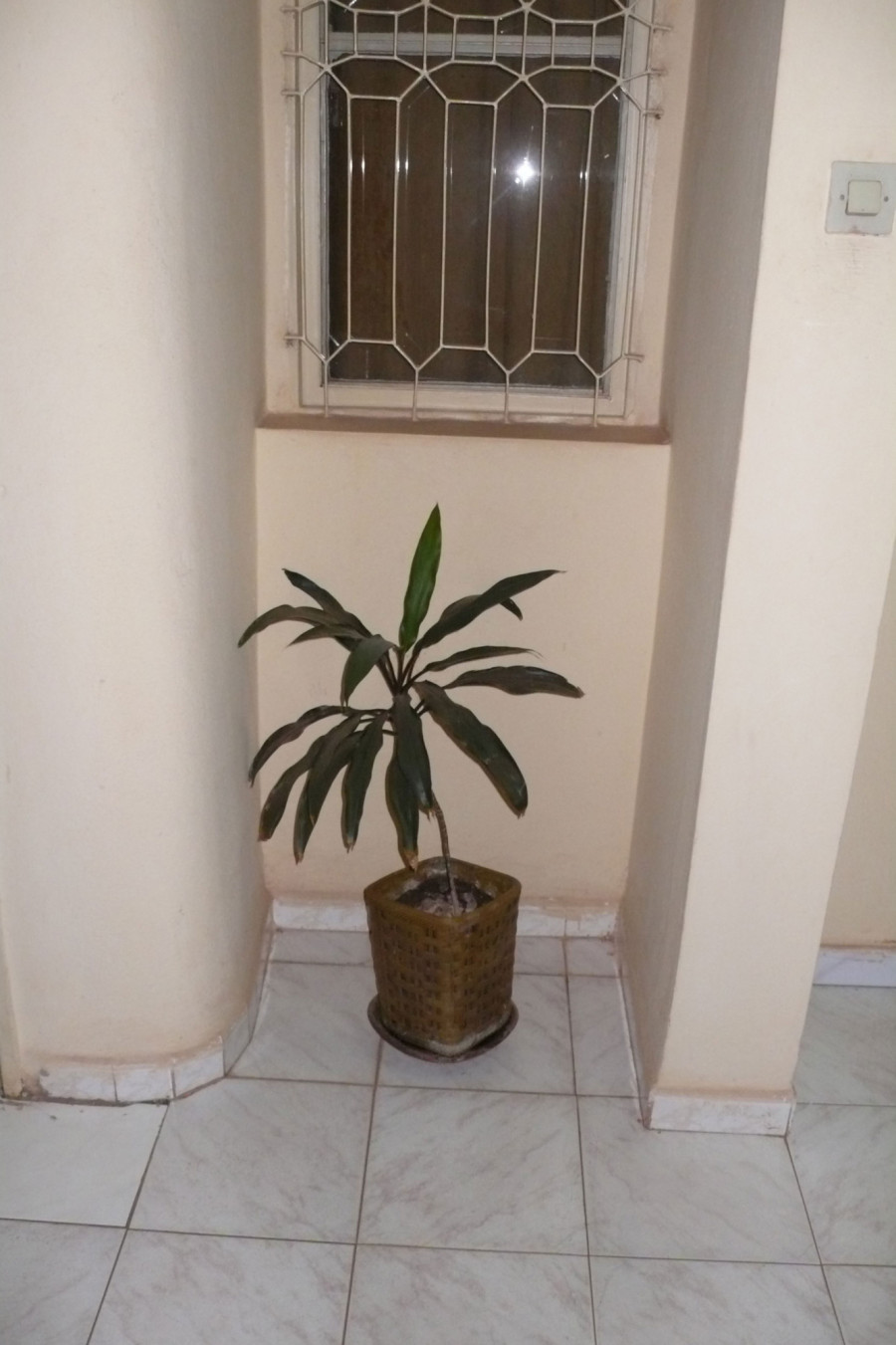 Philippe Durand - Toutes les plantes de l'Hôtel Mandé