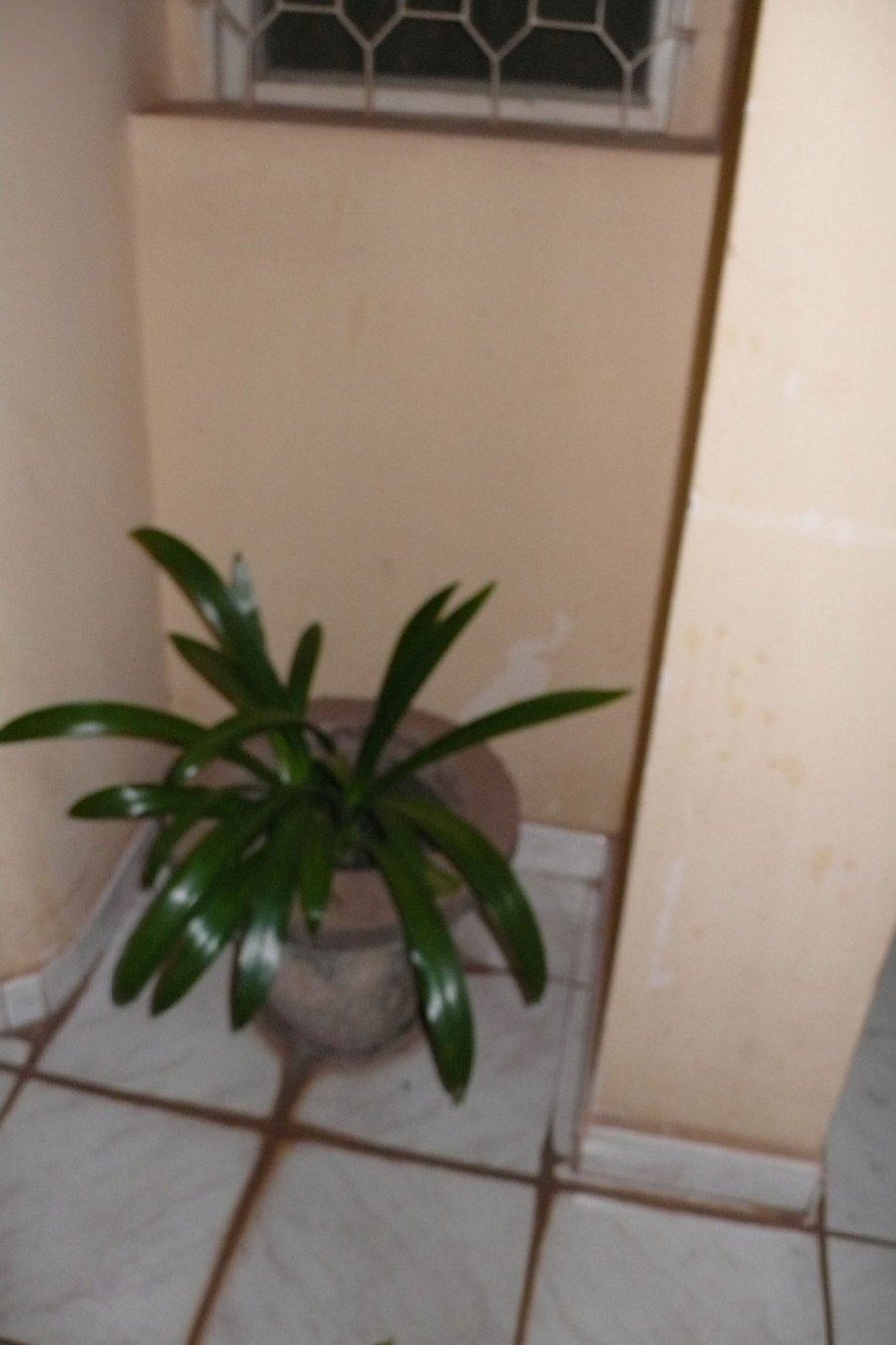 Philippe Durand - Toutes les plantes de l'Hôtel Mandé