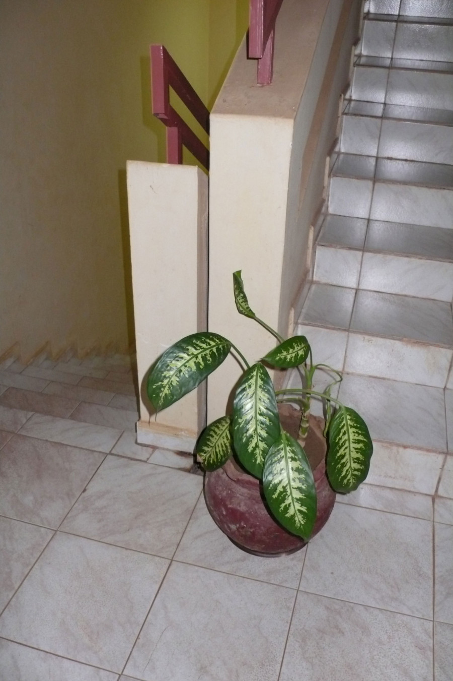 Philippe Durand - Toutes les plantes de l'Hôtel Mandé