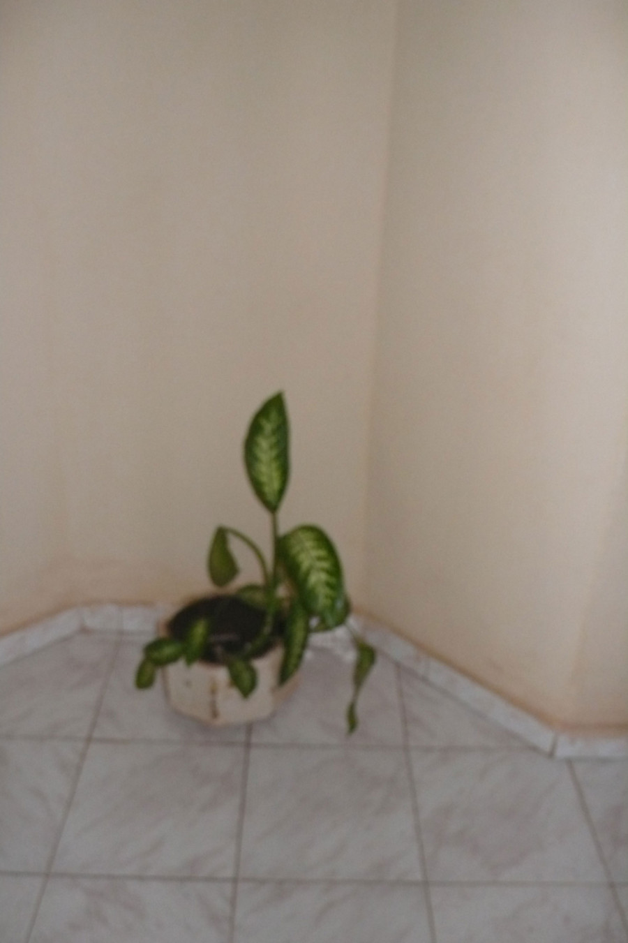 Philippe Durand - Toutes les plantes de l'Hôtel Mandé