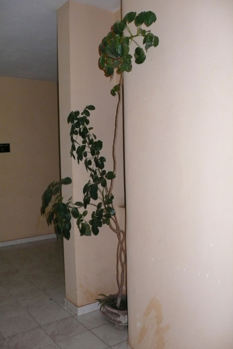 Philippe Durand - Toutes les plantes de l'Hôtel Mandé