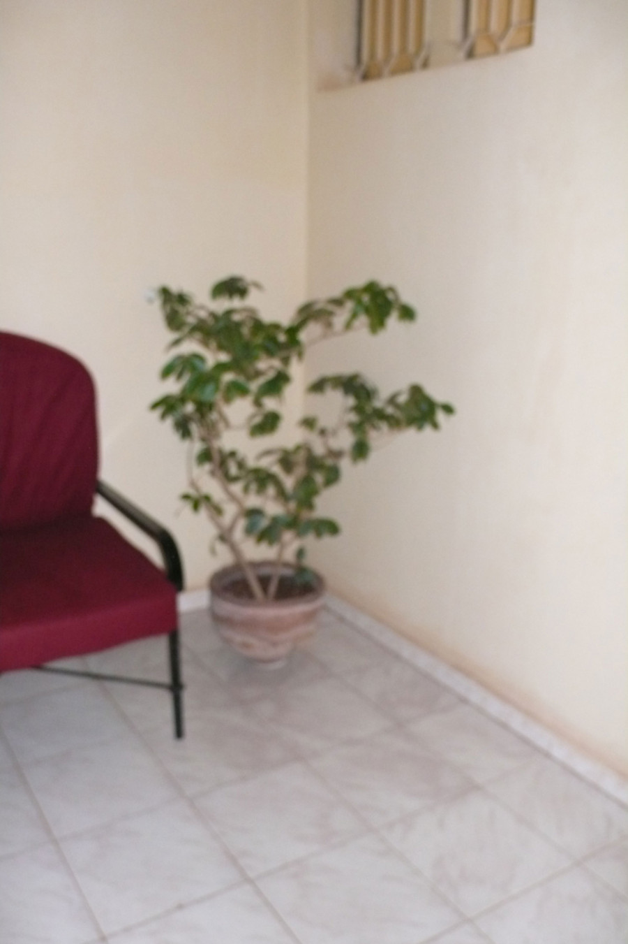 Philippe Durand - Toutes les plantes de l'Hôtel Mandé