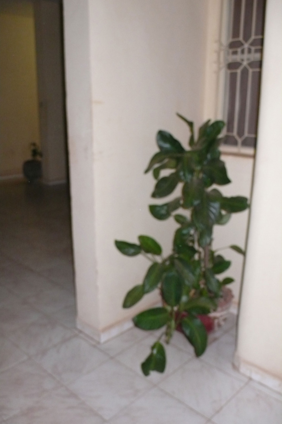 Philippe Durand - Toutes les plantes de l'Hôtel Mandé