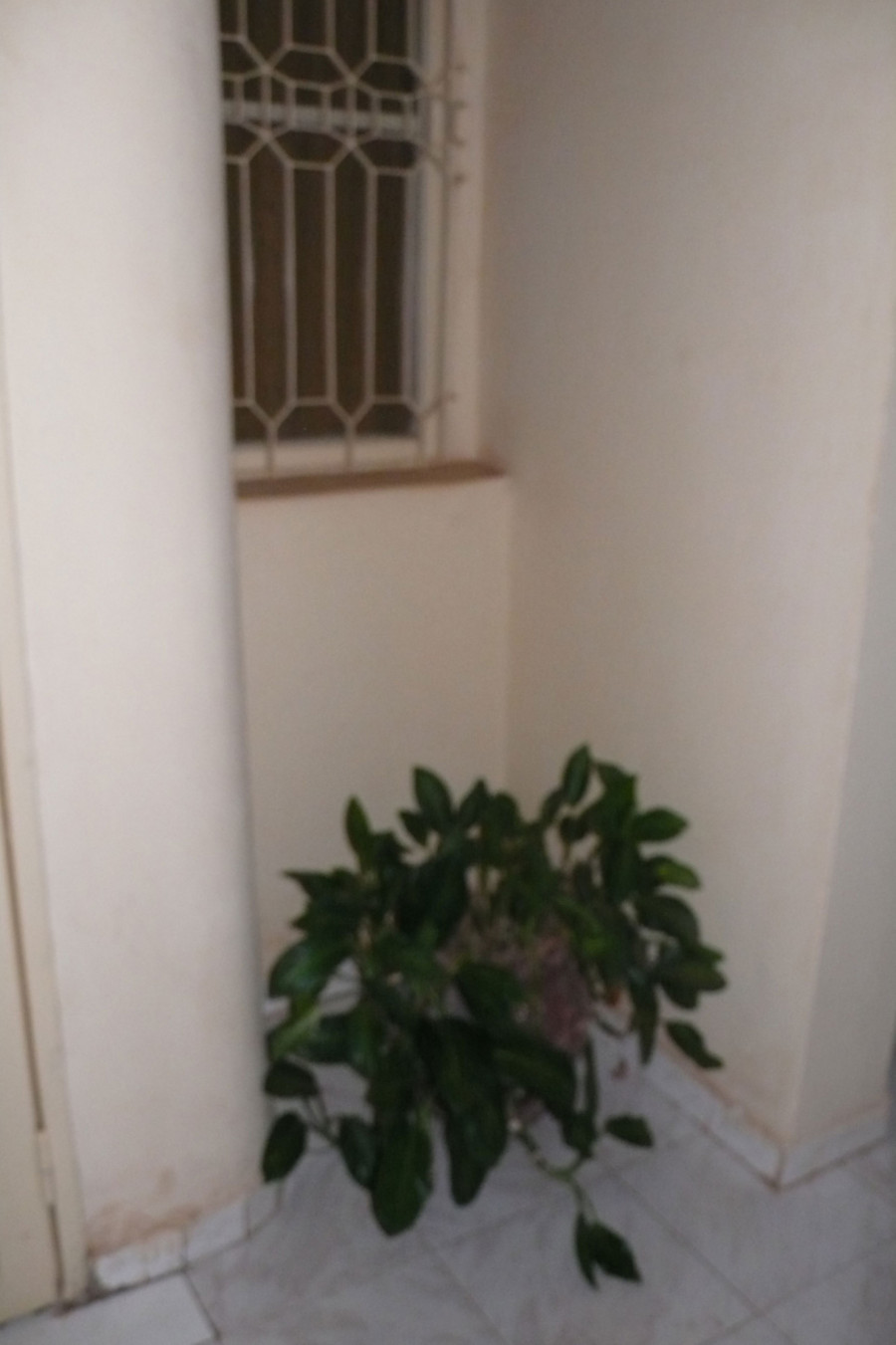 Philippe Durand - Toutes les plantes de l'Hôtel Mandé