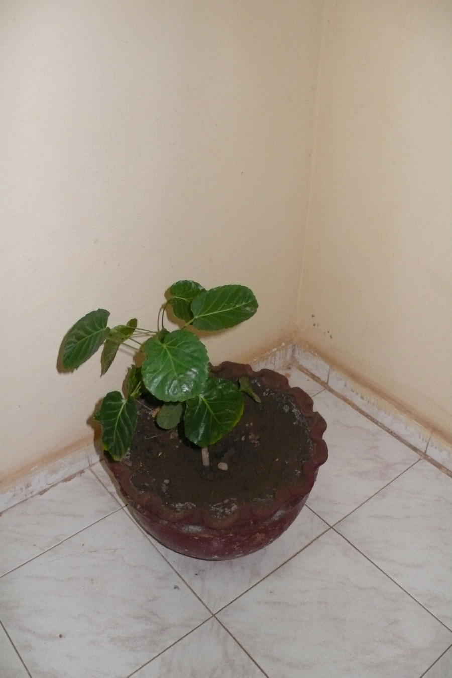 Philippe Durand - Toutes les plantes de l'Hôtel Mandé