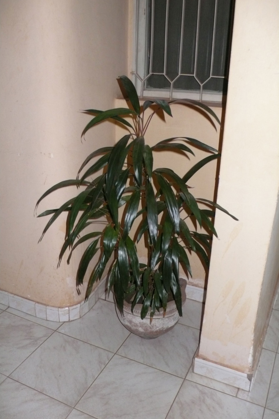 Philippe Durand - Toutes les plantes de l'Hôtel Mandé