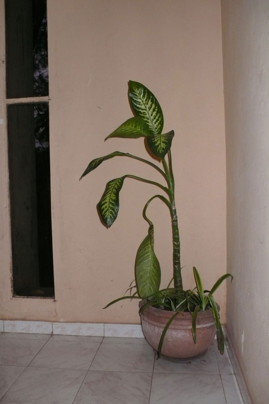 Philippe Durand - Toutes les plantes de l'Hôtel Mandé