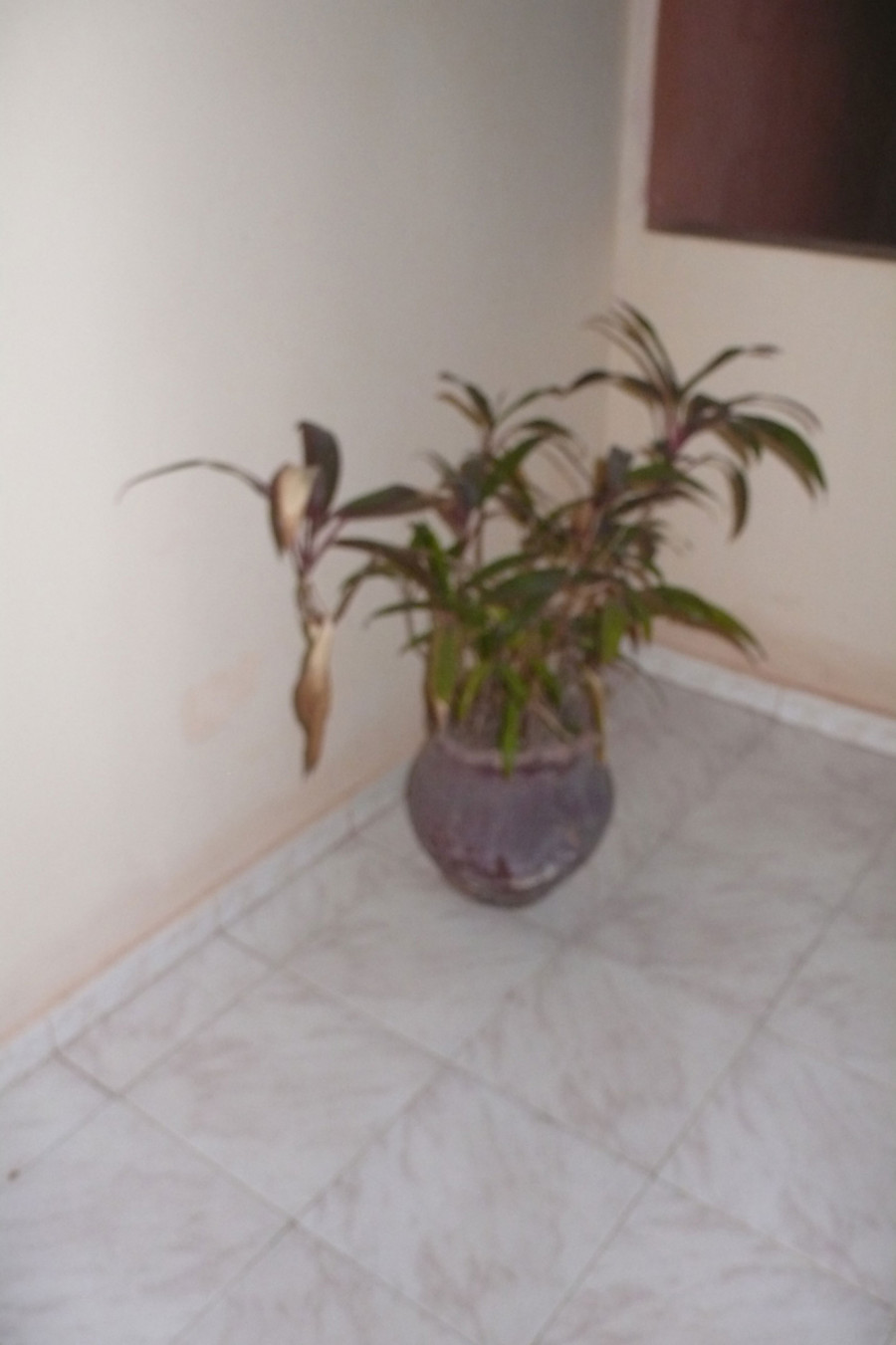 Philippe Durand - Toutes les plantes de l'Hôtel Mandé