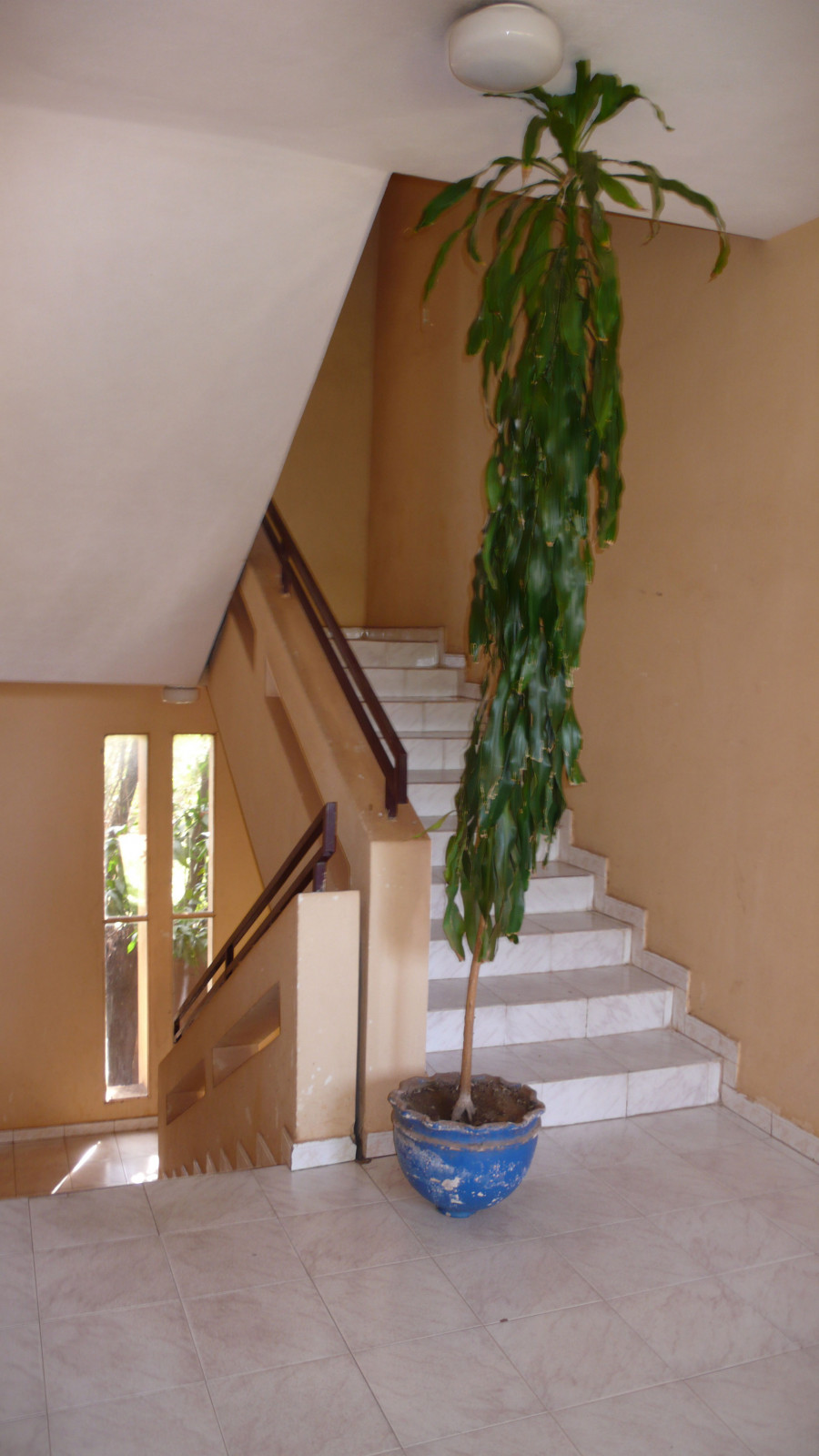 Philippe Durand - Toutes les plantes de l'Hôtel Mandé