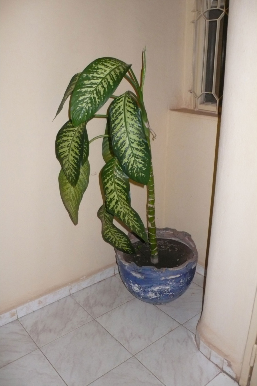 Philippe Durand - Toutes les plantes de l'Hôtel Mandé