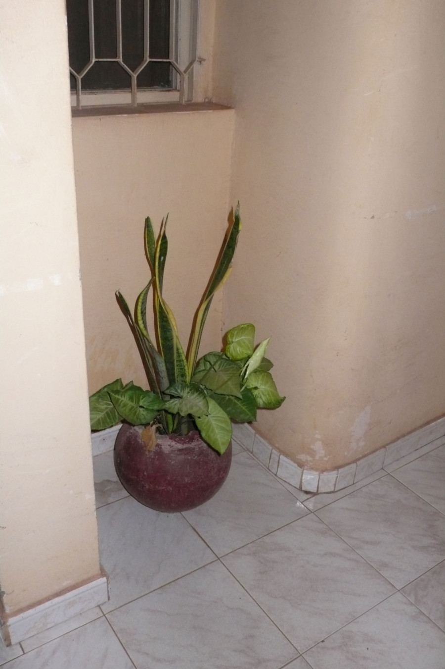 Philippe Durand - Toutes les plantes de l'Hôtel Mandé