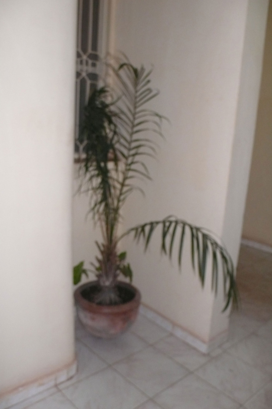 Philippe Durand - Toutes les plantes de l'Hôtel Mandé