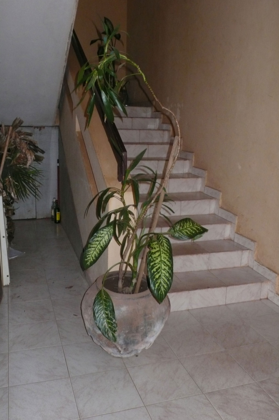 Philippe Durand - Toutes les plantes de l'Hôtel Mandé