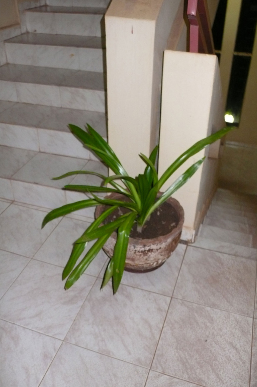 Philippe Durand - Toutes les plantes de l'Hôtel Mandé