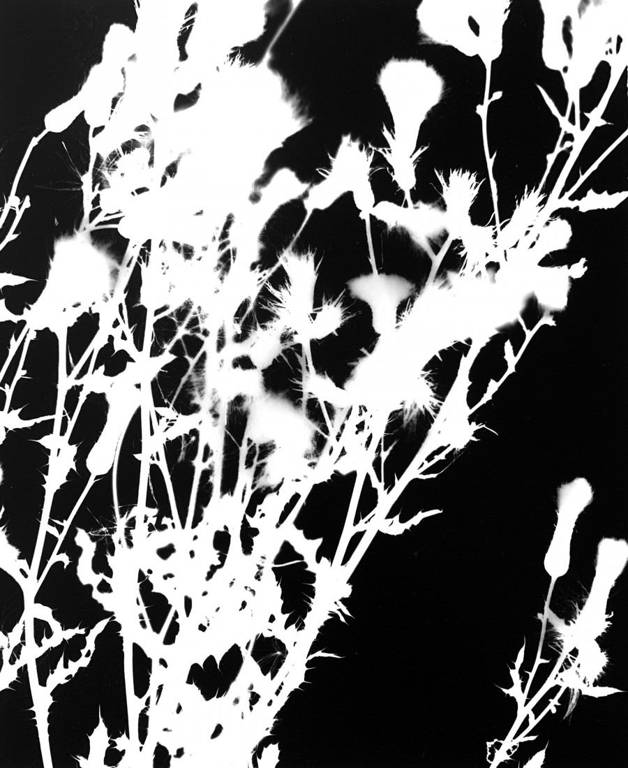 Philippe Durand - Le pré