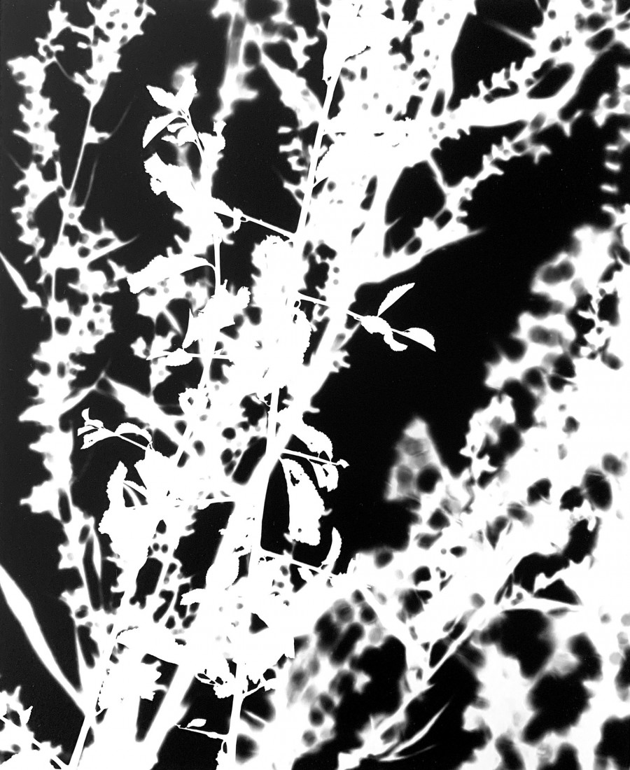 Philippe Durand - Le pré