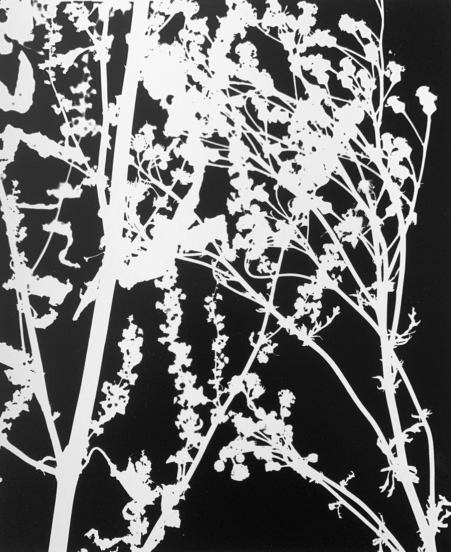 Philippe Durand - Le pré