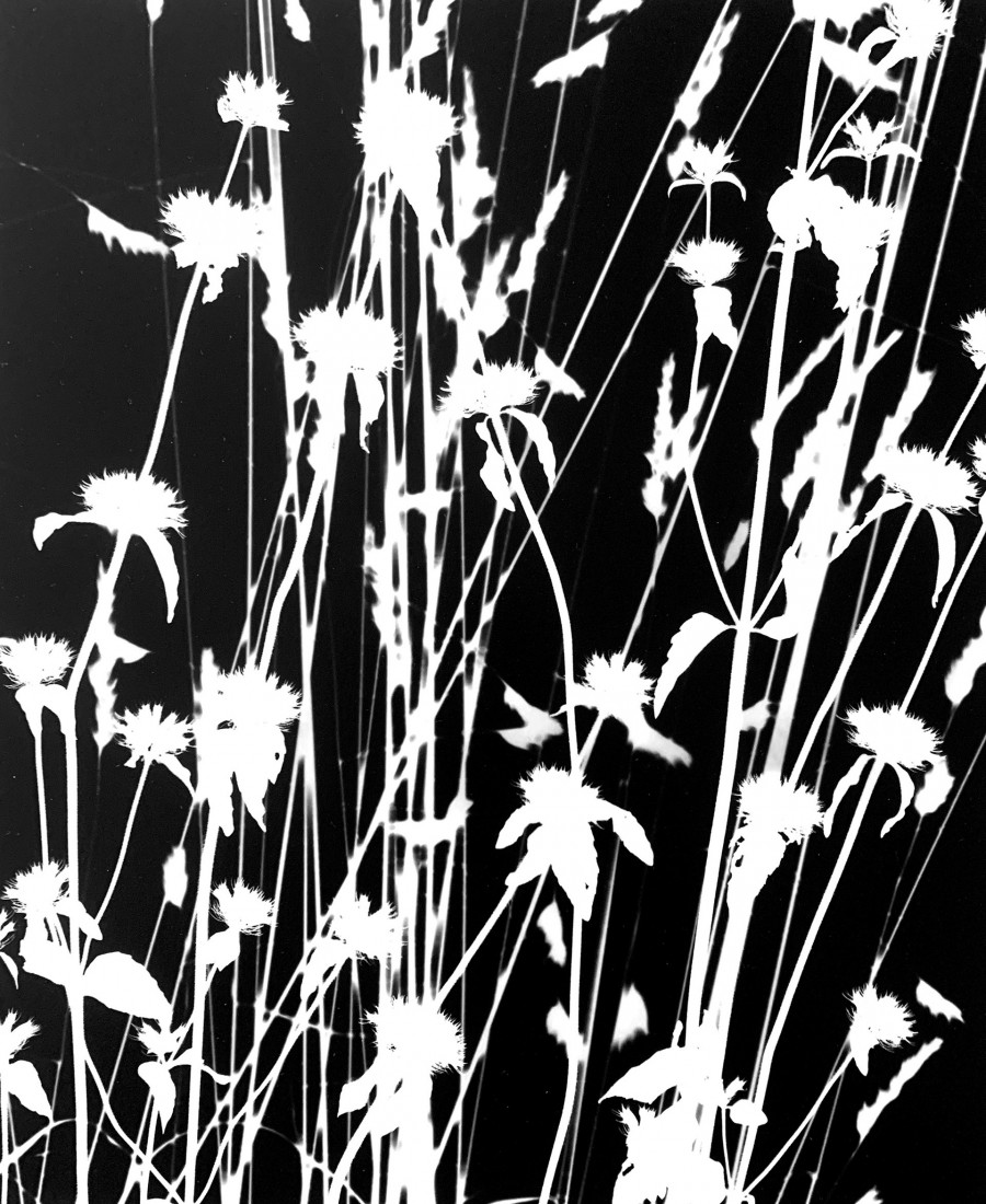 Philippe Durand - Le pré