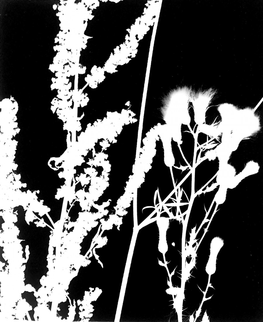 Philippe Durand - Le pré