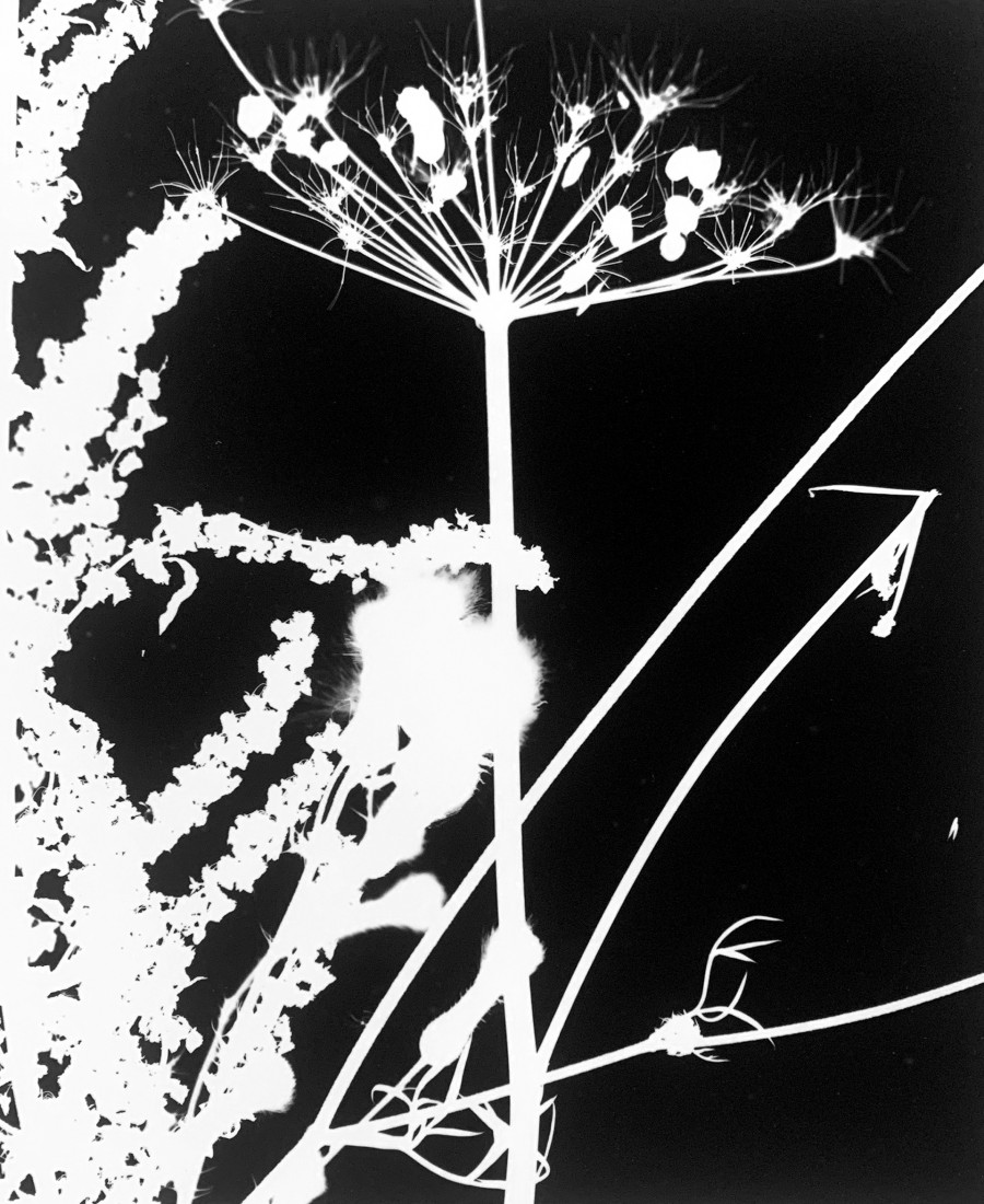 Philippe Durand - Le pré