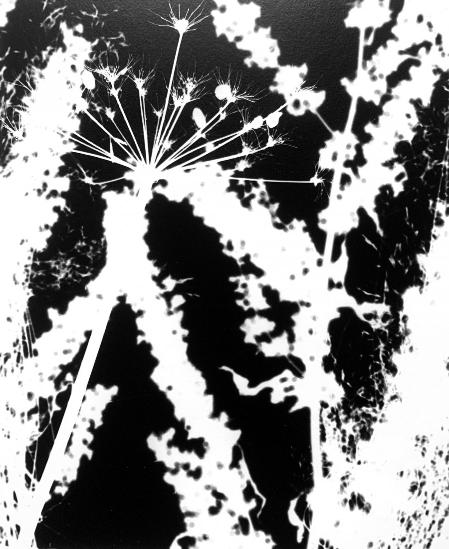 Philippe Durand - Le pré