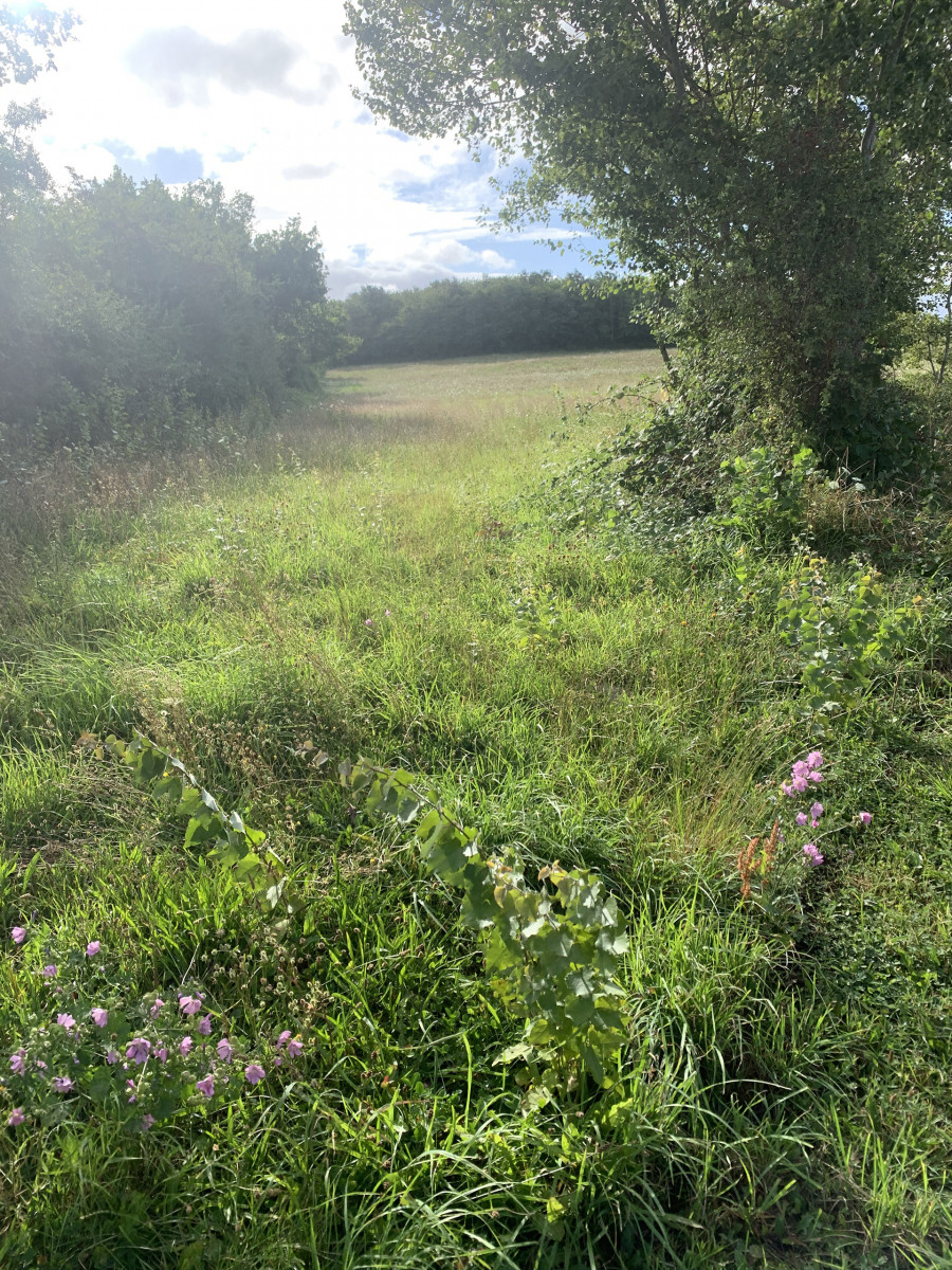 Philippe Durand - Le pré