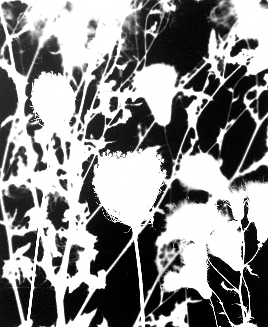 Philippe Durand - Le pré