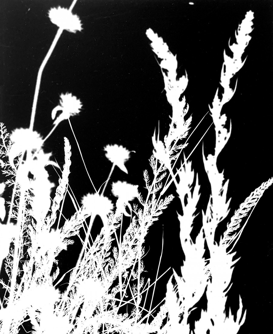 Philippe Durand - Le pré