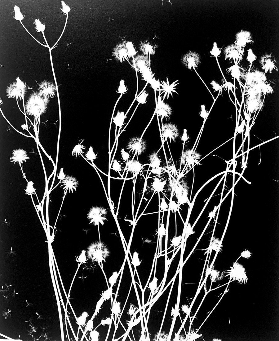 Philippe Durand - Le pré