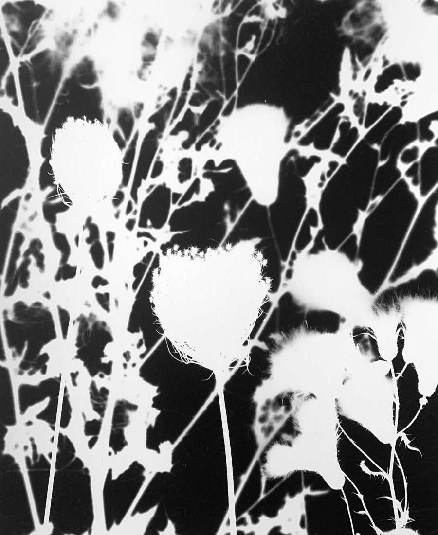 Philippe Durand - Le pré