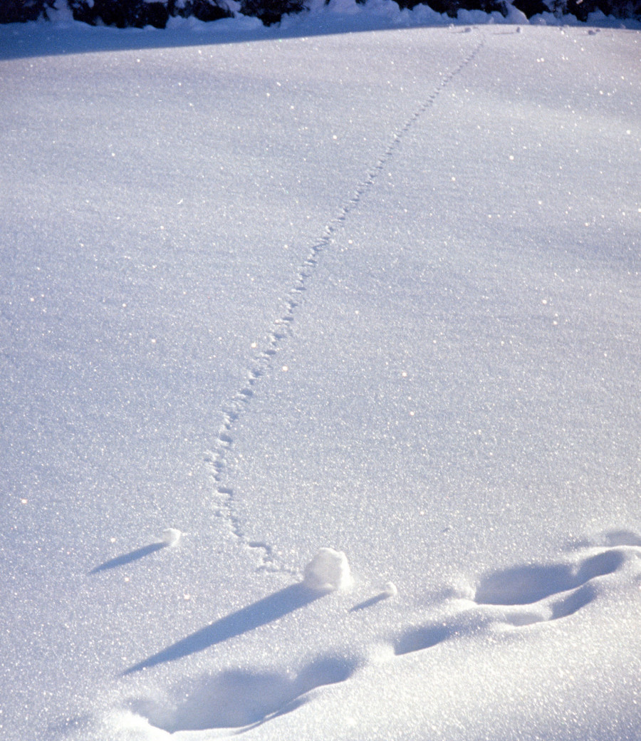 Philippe Durand - Neiges