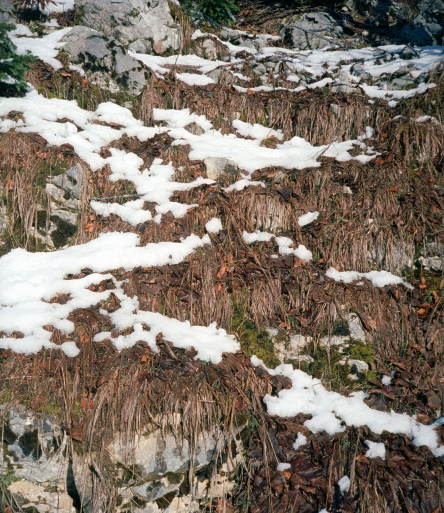 Philippe Durand - Neiges